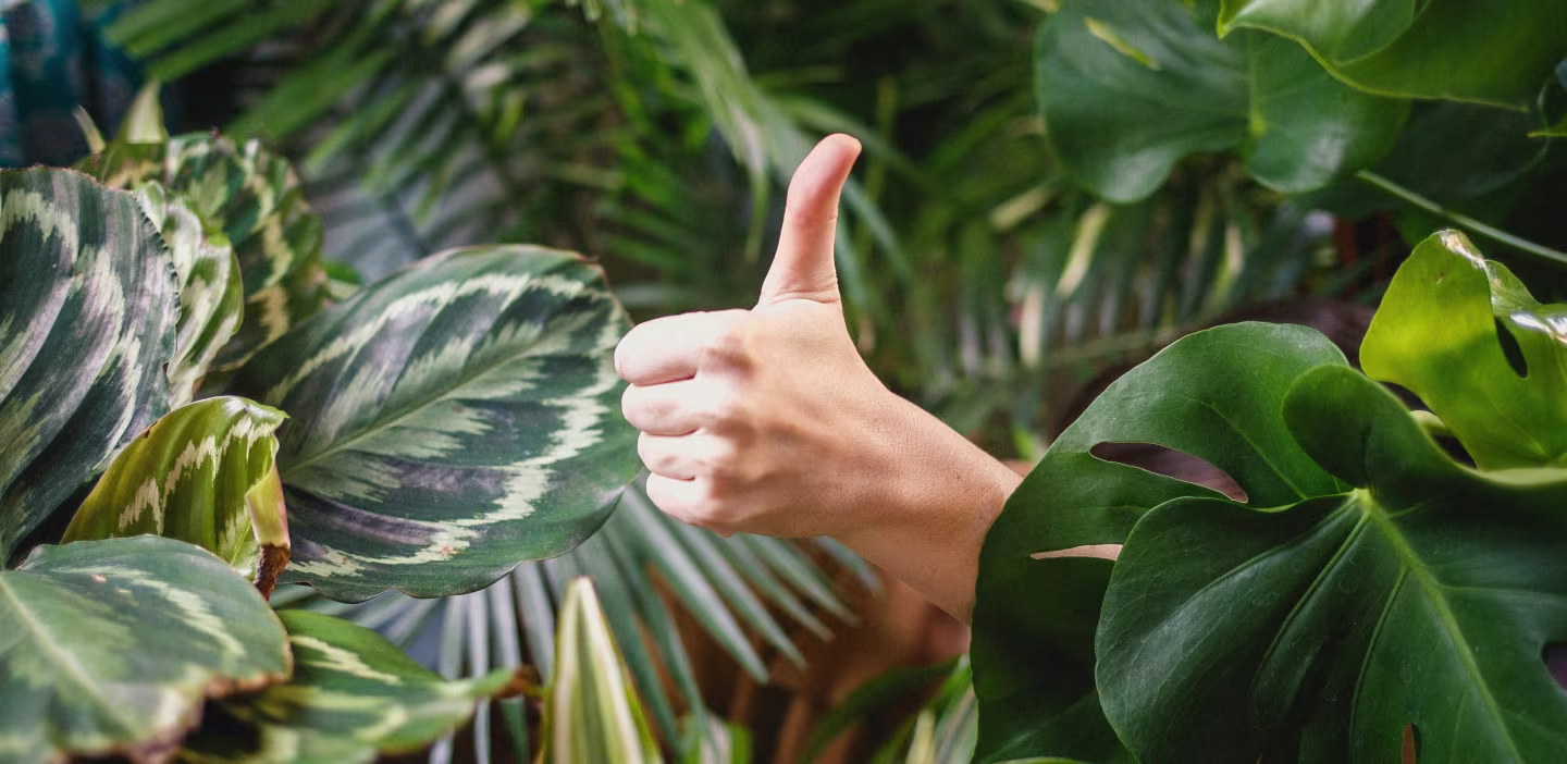 Hand doing a thumbs up sign